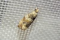 Celypha