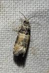 Piniphila bifasciana