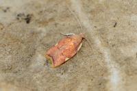 Carcina quercana