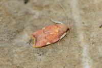 Carcina quercana