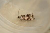 Celypha lacunana