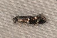 Elachista gleichenella
