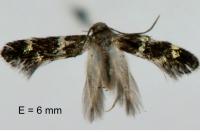 Elachista gleichenella