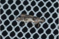 Teleiodes luculella
