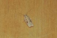 Agonopterix nervosa