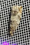 Ancylis achatana