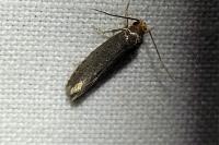 Cephimallota crassiflavella