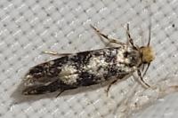 Infurcitinea