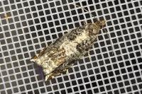 Ancylis achatana