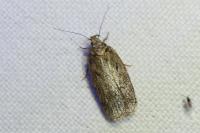 Agonopterix