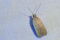 Agonopterix rotundella