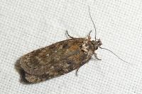 Depressaria