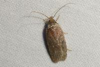 Agonopterix cnicella