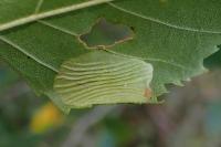 Phyllonorycter ulmifoliella