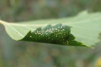 Phyllonorycter ulmifoliella