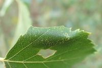 Phyllonorycter ulmifoliella