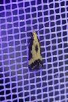 Brachmia dimidiella