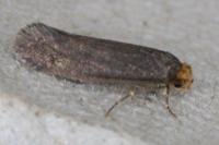 Cephimallota crassiflavella