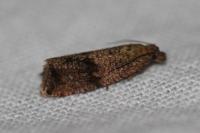 Celypha striana