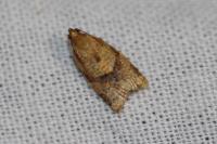 Clepsis consimilana