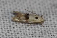 Elachista maculicerusella