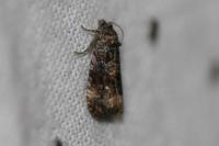 Endothenia