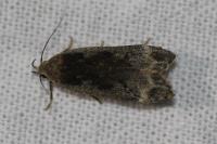 Anacampsis blattariella/populella