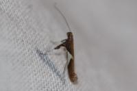 Caloptilia stigmatella