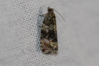 Celypha lacunana