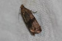 Celypha striana