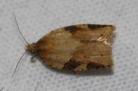 Clepsis spectrana