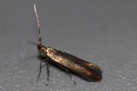 Coleophora