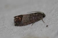 Cydia pomonella