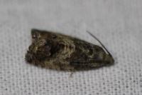 Cydia fagiglandana/splendana
