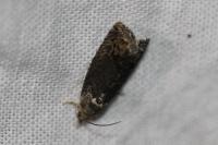 Cydia splendana