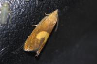 Dichrorampha alpinana/flavidorsana