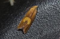 Dichrorampha alpinana/flavidorsana