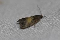 Endothenia nigricostana