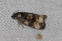 Endothenia gr. gentianaeana