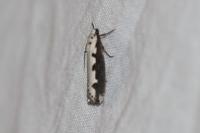 Ethmia bipunctella