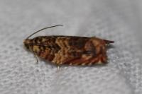Gypsonoma minutana