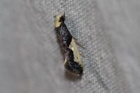 Monopis monachella