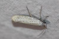 Yponomeuta evonymella