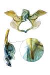 Isophrictis corsicella