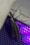 Pleurota