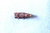 Acroclita subsequana