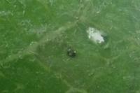 Stigmella malella