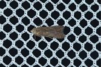 Monochroa hornigi