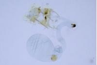 Monochroa hornigi