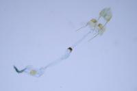 Monochroa hornigi